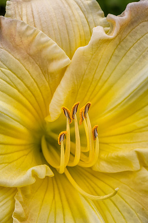 'Big Smile' Daylily