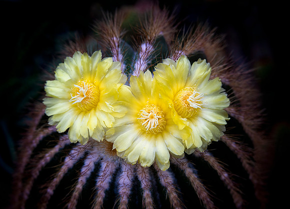 Trio of Cactus Flowers