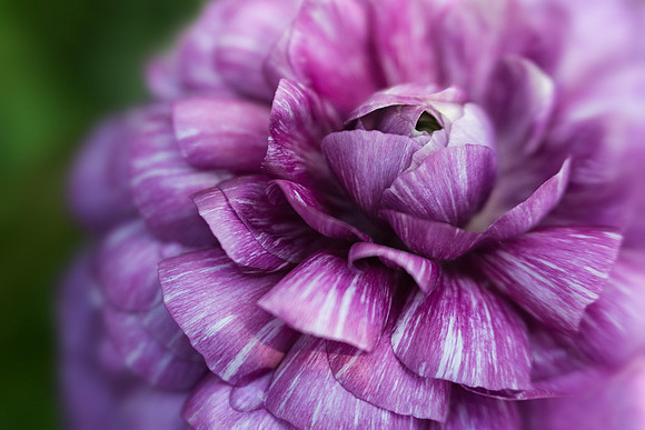 Persian Buttercup