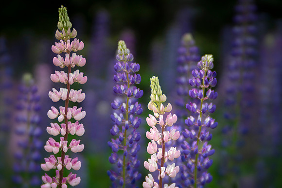 Lupines of Madeline Island