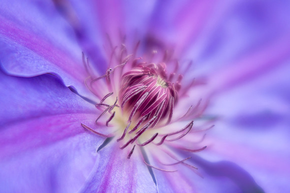 Clematis