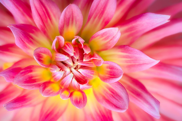 Dahlia Sunshine