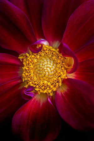 Dahlia at Longwood Gardens