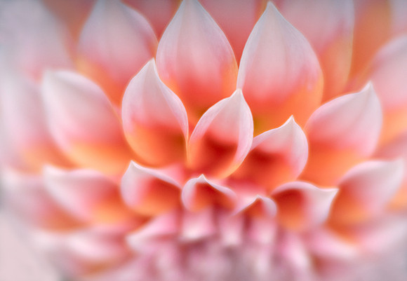 Dahlia 'Peaches 'N Cream'