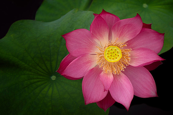 Lotus