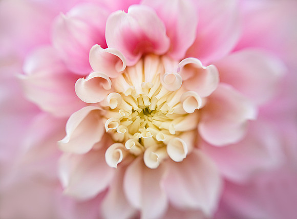Dahlia 'Gitts Perfection'