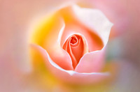 Curves of the Rose