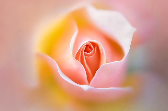 Curves of the Rose