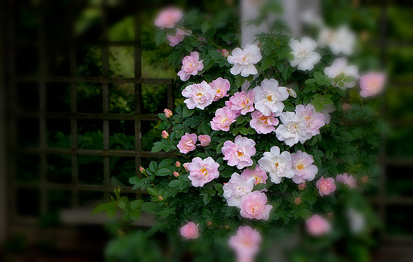 Rose Garden
