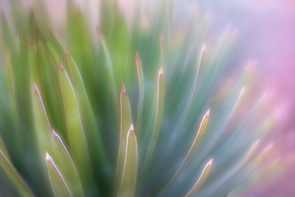 Agave 'Ocahui'