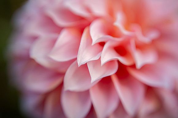 Dahlia 'Peaches 'N Cream'