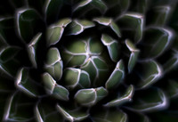 Queen Victoria Agave