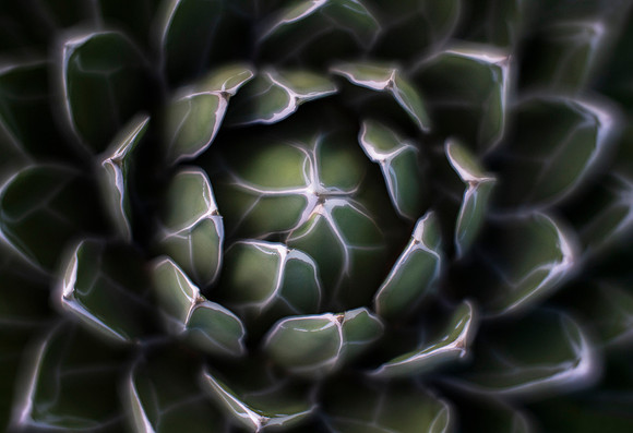 Queen Victoria Agave