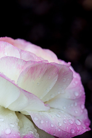 Persian Buttercup