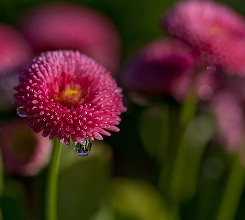 English Daisy