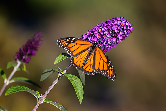 Monarch on Butterfly Bush