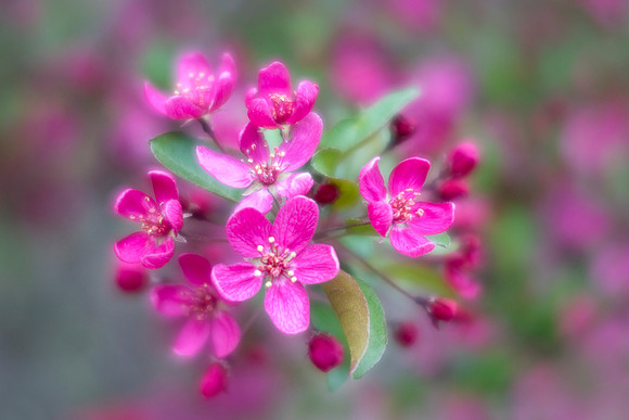 Crabapples in Bloom