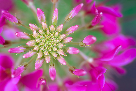 Cleome