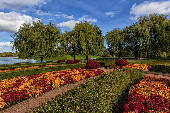 Mum Display in the Crescent Garden