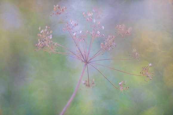Remains of a Flower