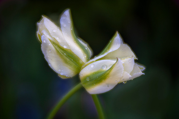 The Embrace