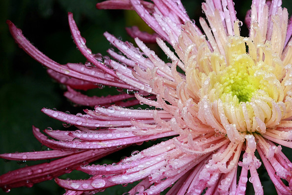 Spider Mum