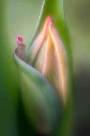 Tulip with Curl