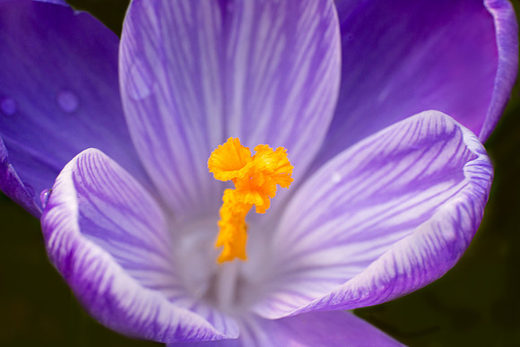 Crocus