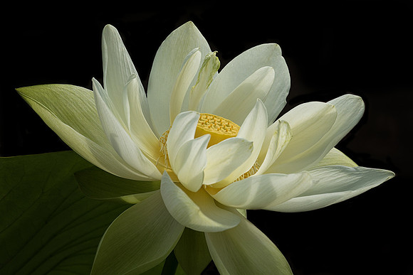 'Perry's Giant Sunburst' Lotus