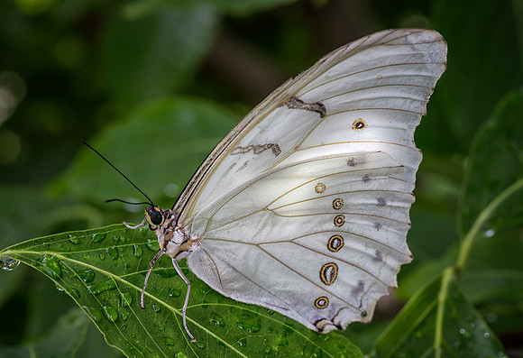 White Morpho