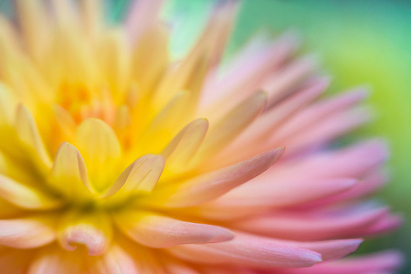 Dahlia Glow