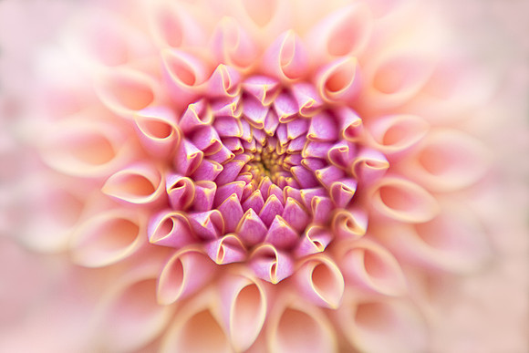 Dahlia 'KA's Cider Rose'