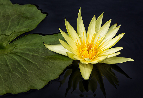 Sunny Waterlily
