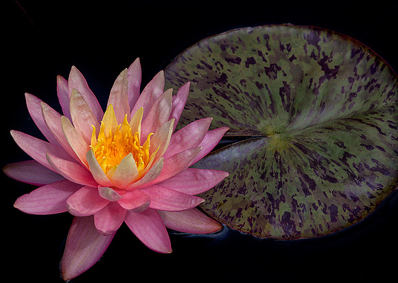 Water Lily
