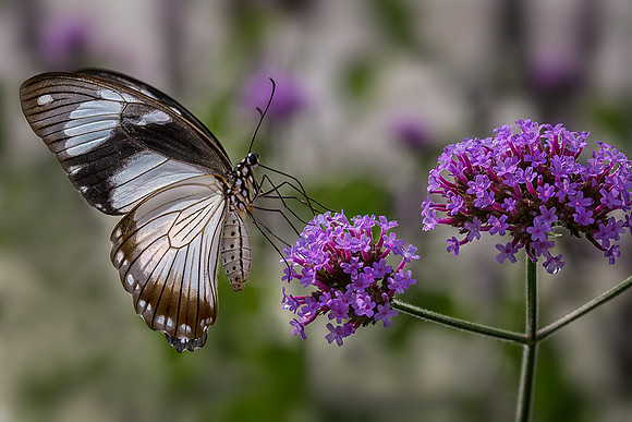 Mocker Swallowtail