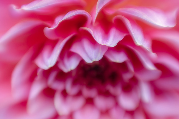 Pink Petals