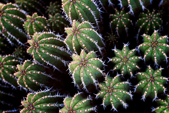 Euphorbia echinus