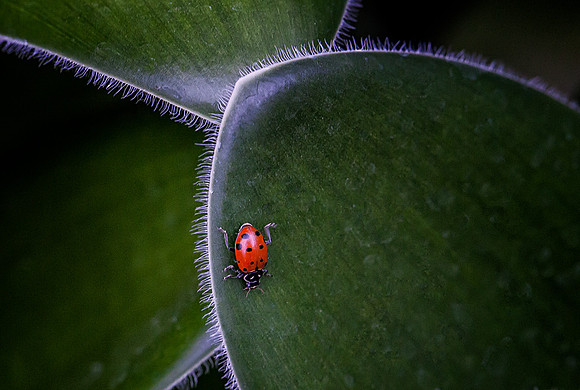 Tiny Visitor