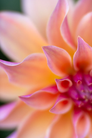 Dahlia 'Labyrinth'