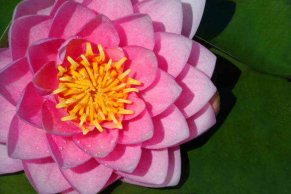 Water Lily