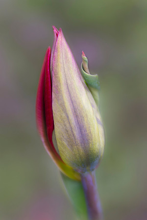 Tulip with a Curl