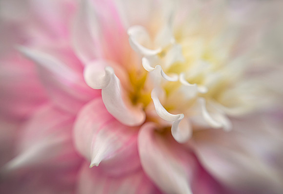 Dahlia 'Gitt's Perfection'