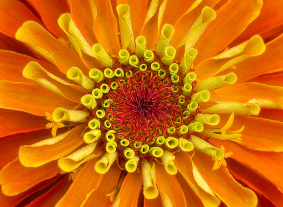 Zinnia Patterns
