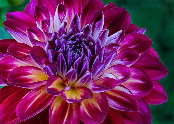 Dahlia