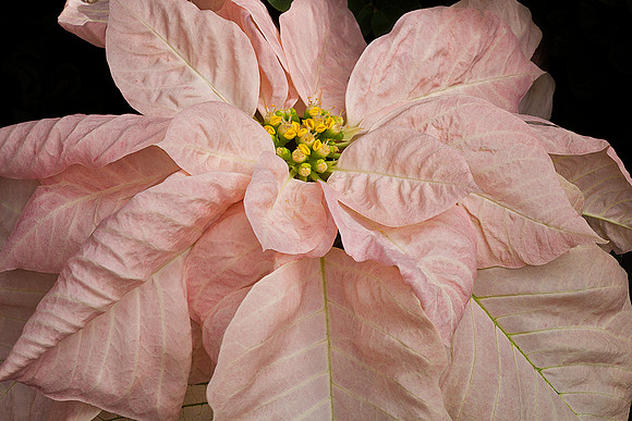 Poinsettia