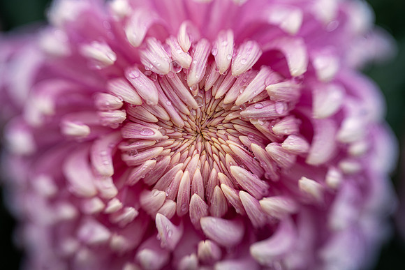 Chrysanthemum 'Jefferson Park'