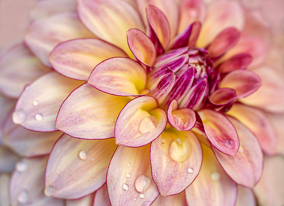 Dahlia 'KA's Mocha Katie'