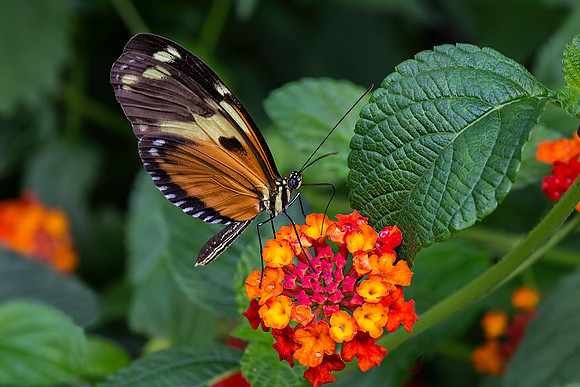 Tiger Longwing