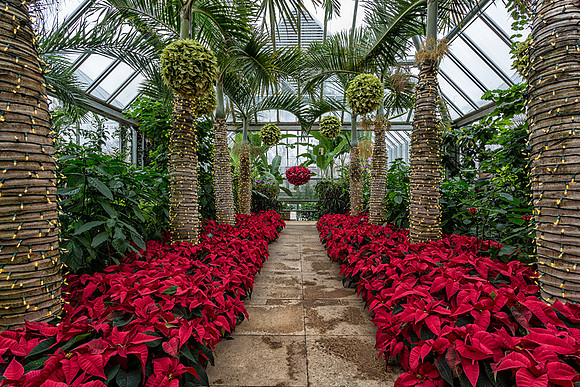 The Tropical Greenhouse during the holidays