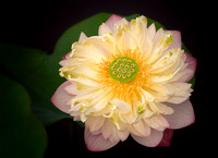 'Birthday Peach' Lotus